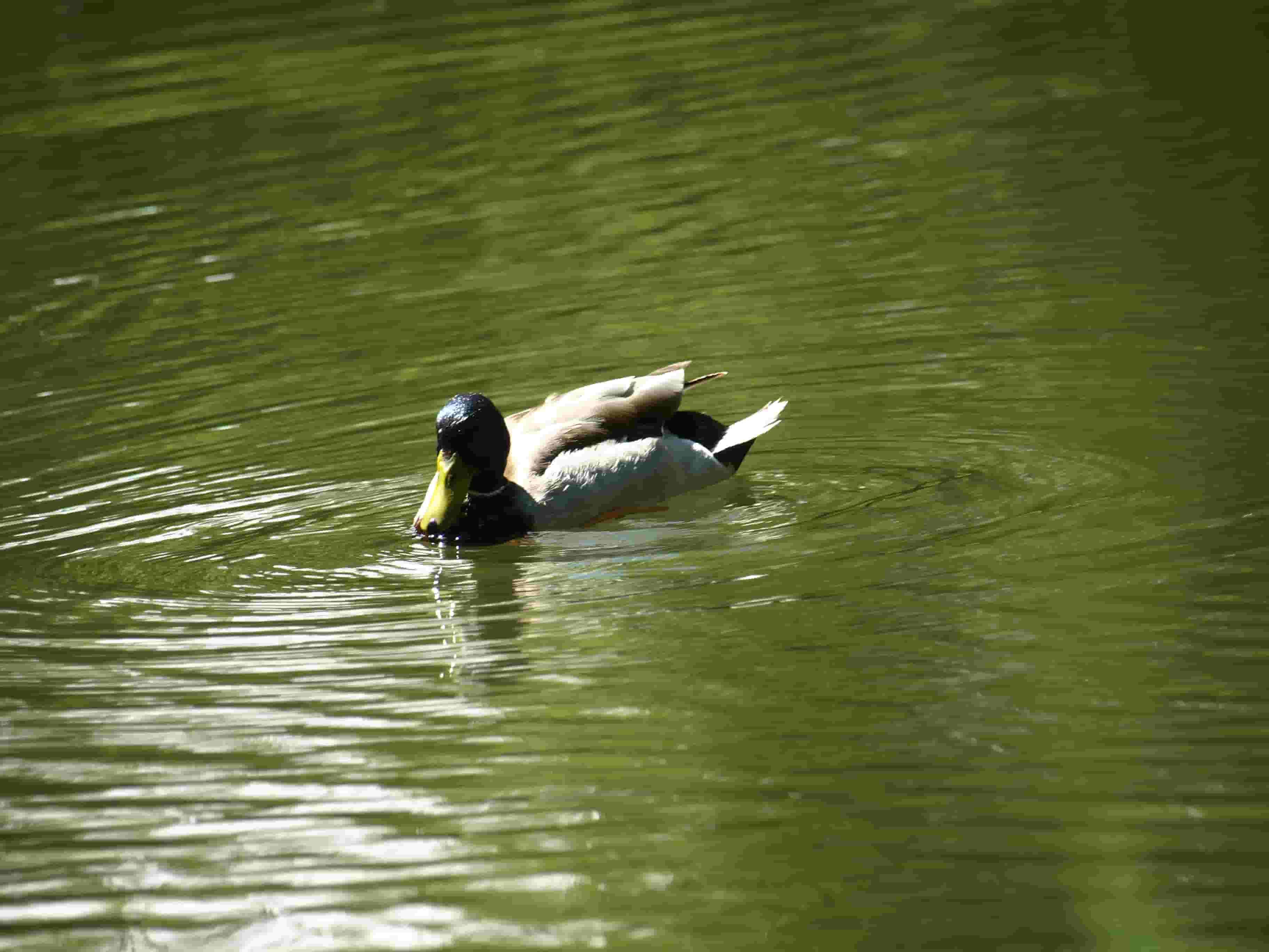 Canard sur l'eau