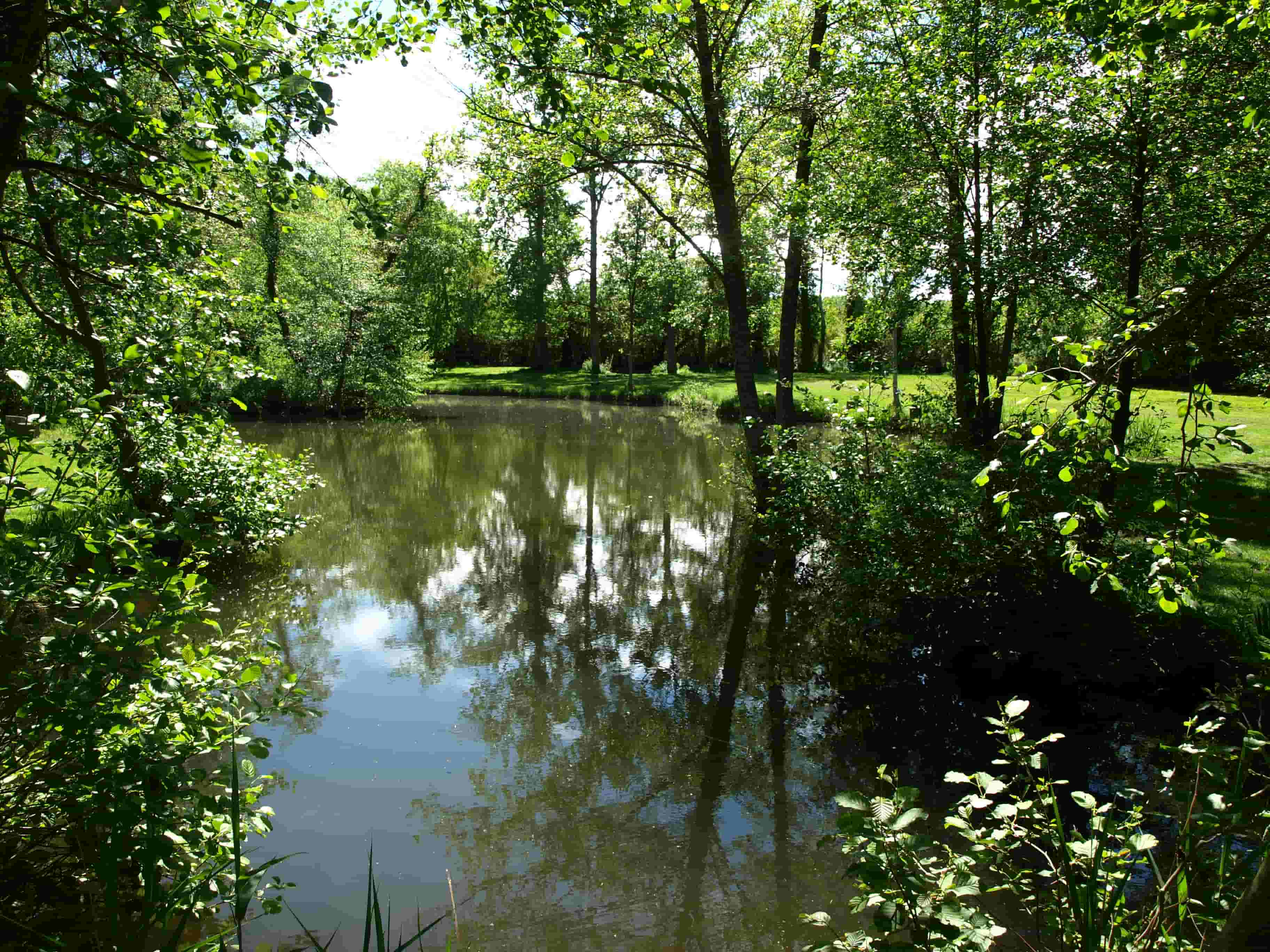 Étang dans les arbres